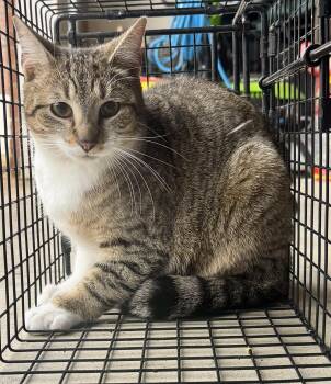 Domestic Short Hair Cats Available for Adoption - Honey  | PetCurious