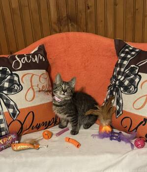 Rescue Domestic Short Hair Cats for Adoption in Keeseville, New York - KITTENS, KITTENS, KITTENS !!! | PetCurious