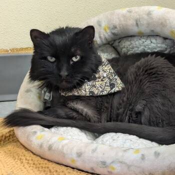 Rescue Domestic Long Hair Cats for Adoption in Lakewood, Colorado - Lilly | PetCurious
