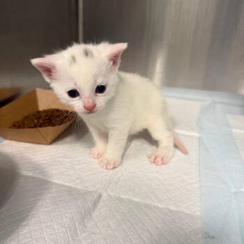 Mouse Deer -  Domestic Short Hair Cat for Adoption in Greensboro, North Carolina - Mouse Deer | PetCurious