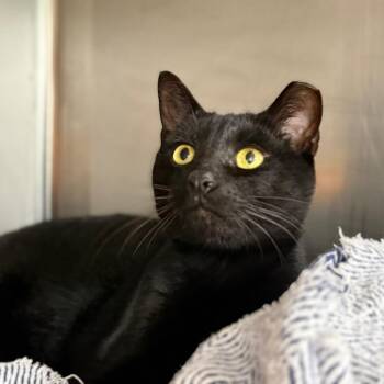 Boomerang -  Domestic Short Hair Cat for Adoption in Buffalo, New York - Boomerang | PetCurious