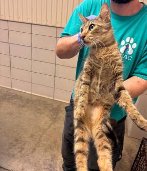 Snicker -  Domestic Short Hair Cat for Adoption in Bossier City, Louisiana - Snicker | PetCurious