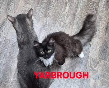 Yarbrough -  Domestic Long Hair Cat for Adoption in Rome, Georgia - Yarbrough | PetCurious