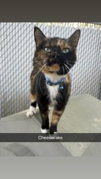 Rescue Torbie Cats for Adoption in North Weyburn, Saskatchewan - Cheesecake | PetCurious