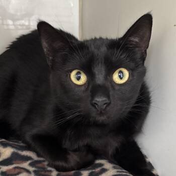 Lady - Coming Soon! -  Domestic Short Hair Cat for Adoption in Naperville, Illinois - Lady - Coming Soon! | PetCurious