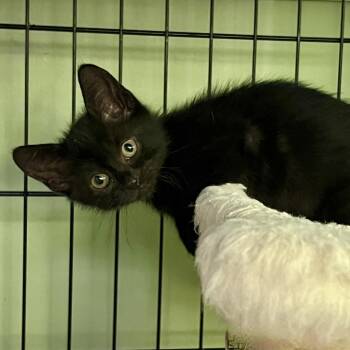 Ghost -  Domestic Short Hair Cat for Adoption in Maplewood, New Jersey - Ghost | PetCurious
