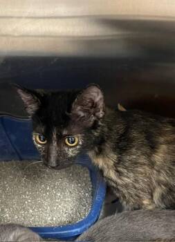 Pookie 2 -  Tortoiseshell Cat for Adoption in Jackson, Louisiana - Pookie 2 | PetCurious