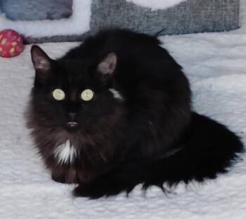 Jill -  Domestic Long Hair Cat for Adoption in San Jacinto, California - Jill | PetCurious