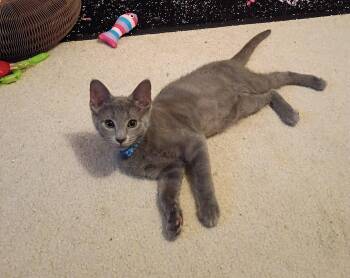 Winslow -  Domestic Short Hair Cat for Adoption in Walled Lake, Michigan - Winslow | PetCurious