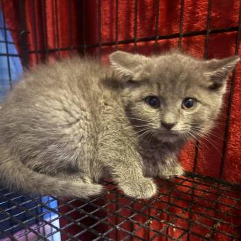 Asher -  Domestic Short Hair Cat for Adoption in Johnstown, Pennsylvania - Asher | PetCurious