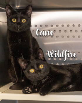 Rescue Domestic Short Hair Cats for Adoption in Wilmington, North Carolina - Cane | PetCurious