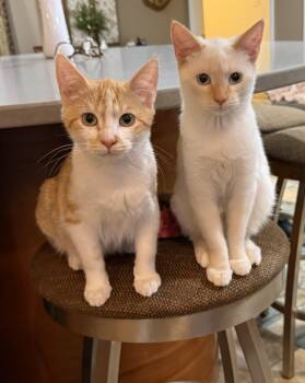 Domestic Short Hair Cats Available for Adoption - Stash And Olaf | PetCurious