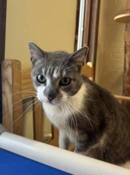 Domestic Short Hair Cats Available for Adoption - Kiwi | PetCurious