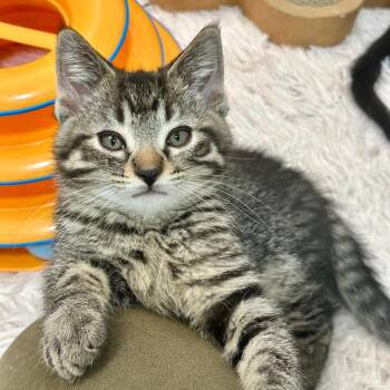 Romano -  Domestic Short Hair Cat for Adoption in Pontiac, Michigan - Romano | PetCurious