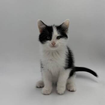 Kirby -  Domestic Short Hair Cat for Adoption in State College, Pennsylvania - Kirby | PetCurious
