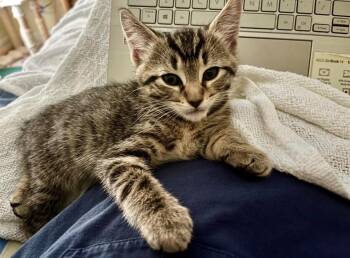 Domestic Short Hair and American Bobtail Cats Available for Adoption in Sebastian, Florida - Pip | PetCurious