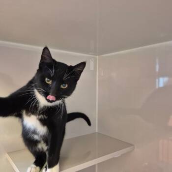 Rescue Domestic Short Hair Cats for Adoption in Drumheller, Alberta - Flynn | PetCurious
