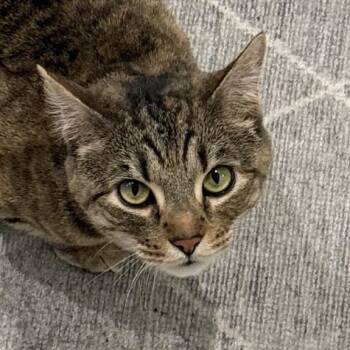 Rescue Domestic Short Hair Cats for Adoption - Goosie | PetCurious