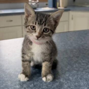 Holly -  Domestic Short Hair Cat for Adoption in Rochester, Minnesota - Holly | PetCurious