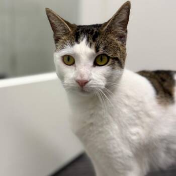 Domestic Short Hair Cats Available for Adoption in Cumming, Georgia - Karen | PetCurious