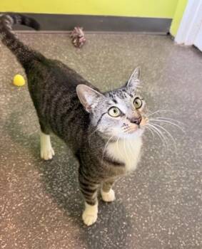 Brinks -  Domestic Short Hair Cat for Adoption in New Orleans, Louisiana - Brinks | PetCurious