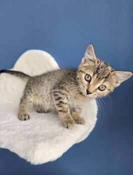 Domestic Medium Hair Cats Available for Adoption in Wellington, Kansas - Baked Beans | PetCurious