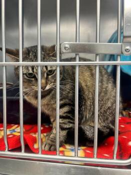 Domestic Short Hair Cats Available for Adoption in Bowling Green, Ohio - Cleo-Pawtra | PetCurious