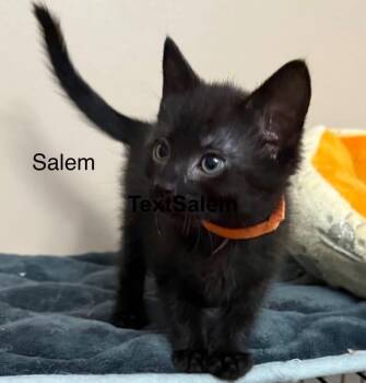 Rescue American Shorthair Cats for Adoption in Washington Township, New Jersey - Salem | PetCurious