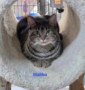 Malibu -  Domestic Short Hair Cat for Adoption in Whitewater, Wisconsin - Malibu | PetCurious