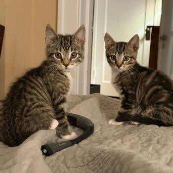 Potsticker -  Domestic Short Hair Cat for Adoption in Evanston, Illinois - Potsticker | PetCurious
