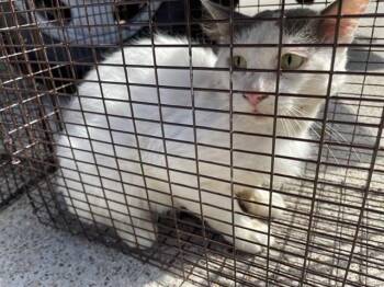 Domestic Short Hair Cats Available for Adoption in Houston, Texas - A656513 | PetCurious