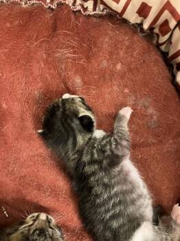 Rescue Domestic Short Hair Cats for Adoption in Dallas, Texas - A1258839 | PetCurious