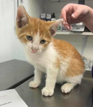 Jaws -  Domestic Short Hair Cat for Adoption in Sullivan, Indiana - Jaws | PetCurious