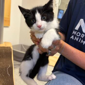 Cabin -  Domestic Short Hair Cat for Adoption in Morristown, Vermont - Cabin | PetCurious