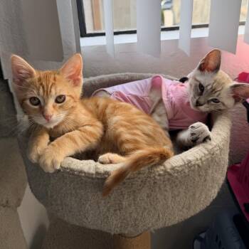 Domestic Short Hair Cats Available for Adoption in Los Angeles, California - Bean | PetCurious