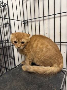Ian -  Domestic Short Hair Cat for Adoption in Ontario, California - Ian | PetCurious