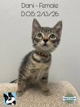 Domestic Short Hair Cats Available for Adoption in Muskego, Wisconsin - Dani - Playful And Affectionate Kitten | PetCurious