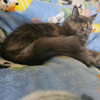 Delilah -  Domestic Long Hair and Maine Coon Cat for Adoption in Fort Worth, Texas - Delilah | PetCurious