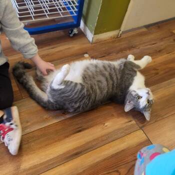 Domestic Short Hair Cats Available for Adoption in Union, Missouri - Louie | PetCurious