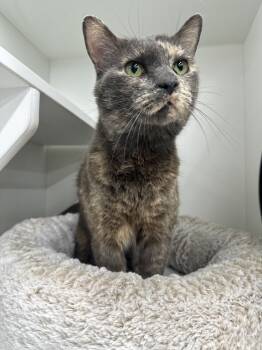 Rescue Domestic Short Hair Cats for Adoption in Greenville, South Carolina - Sadie - ET | PetCurious