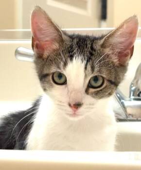 Gidget -  Domestic Short Hair Cat for Adoption in Highland Beach, Maryland - Gidget | PetCurious