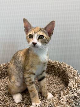 Juliette -  Domestic Short Hair Cat for Adoption in West Palm Beach, Florida - Juliette | PetCurious