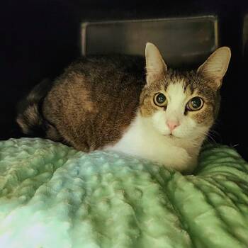 Domestic Short Hair Cats Available for Adoption - Candy | PetCurious