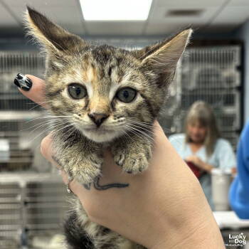 Rescue Domestic Short Hair Cats for Adoption in Washington, District Of Columbia - Due South | PetCurious