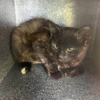 Mobely -  Domestic Short Hair Cat for Adoption in Birmingham, Alabama - Mobely | PetCurious