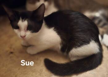 Sue -  Domestic Short Hair Cat for Adoption in Chicopee, Massachusetts - Sue | PetCurious
