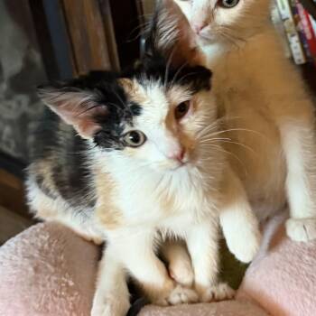 Patches -  Domestic Short Hair Cat for Adoption in Pocatello, Idaho - Patches | PetCurious