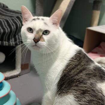 Domestic Short Hair Cats Available for Adoption in Providence, Rhode Island - Luke | PetCurious