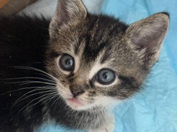 Phill -  Domestic Short Hair Cat for Adoption in Fruit Heights, Utah - Phill | PetCurious