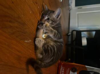Talenti (Ice Cream Litter) -  Domestic Short Hair and Tabby Cat for Adoption in Baltimore, Maryland - Talenti (Ice Cream Litter) | PetCurious